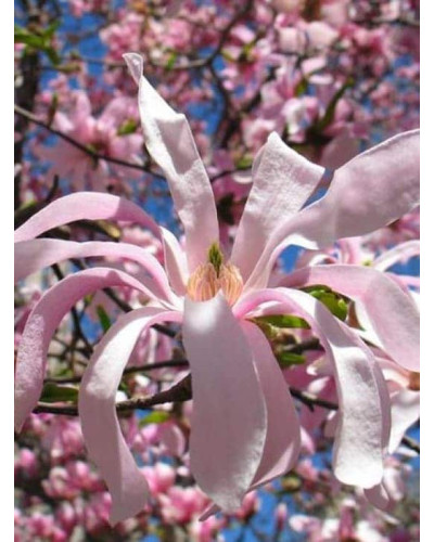 Магнолія зірчаста Розеа | Magnolia stellata Rosea | Магнолия звездчатая Розеа