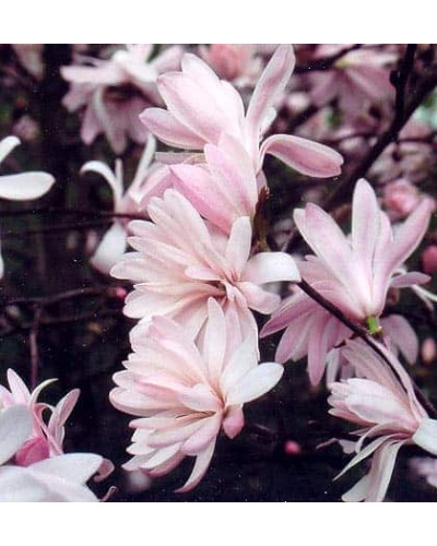 Магнолія зірчаста Розеа | Magnolia stellata Rosea | Магнолия звездчатая Розеа