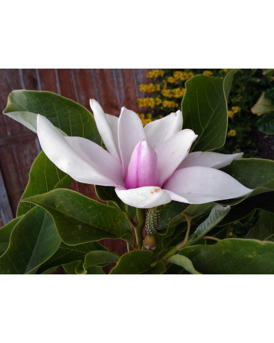 Магнолія гібридна Хевен Сцент | Magnolia hibrida Heaven Scent | Магнолия гибридная Хевен Сцент