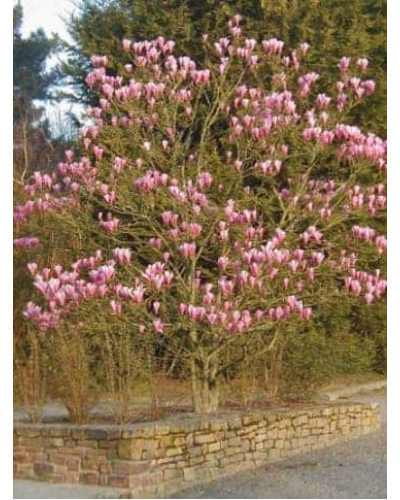 Магнолія гібридна Хевен Сцент | Magnolia hibrida Heaven Scent | Магнолия гибридная Хевен Сцент
