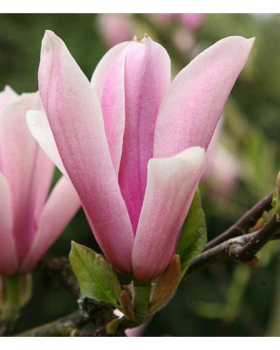 Магнолія гібридна Хевен Сцент | Magnolia hibrida Heaven Scent | Магнолия гибридная Хевен Сцент