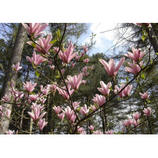 Магнолія гібридна Хевен Сцент | Magnolia hibrida Heaven Scent | Магнолия гибридная Хевен Сцент