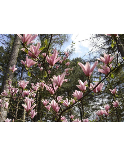 Магнолія гібридна Хевен Сцент | Magnolia hibrida Heaven Scent | Магнолия гибридная Хевен Сцент