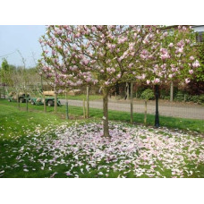 Магнолія гібридна Хевен Сцент | Magnolia hibrida Heaven Scent | Магнолия гибридная Хевен Сцент