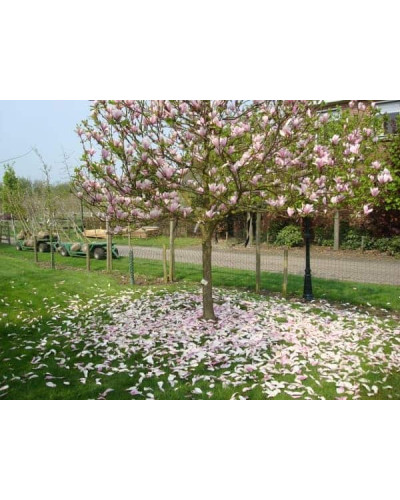 Магнолія гібридна Хевен Сцент | Magnolia hibrida Heaven Scent | Магнолия гибридная Хевен Сцент