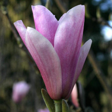 Магнолія гібридна Хевен Сцент | Magnolia hibrida Heaven Scent | Магнолия гибридная Хевен Сцент