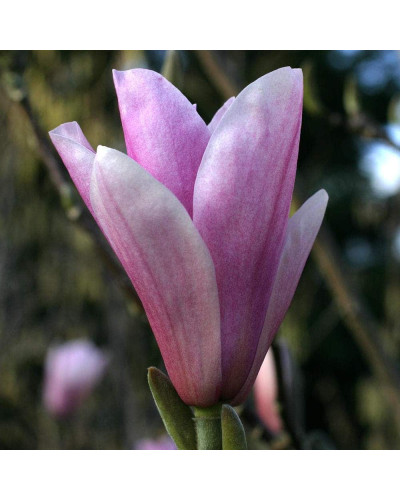 Магнолія гібридна Хевен Сцент | Magnolia hibrida Heaven Scent | Магнолия гибридная Хевен Сцент