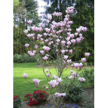 Магнолія гібридна Хевен Сцент | Magnolia hibrida Heaven Scent | Магнолия гибридная Хевен Сцент