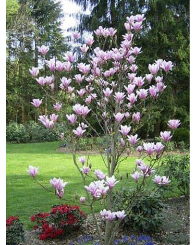 Магнолія гібридна Хевен Сцент | Magnolia hibrida Heaven Scent | Магнолия гибридная Хевен Сцент