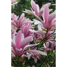 Магнолія гібридна Джордж Генрі Керн | Magnolia hybrida George Henry Kern | Магнолия гибридная Джордж Генри Керн