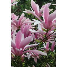 Магнолія гібридна Джордж Генрі Керн | Magnolia hybrida George Henry Kern | Магнолия гибридная Джордж Генри Керн