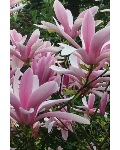 Магнолія гібридна Джордж Генрі Керн | Magnolia hybrida George Henry Kern | Магнолия гибридная Джордж Генри Керн