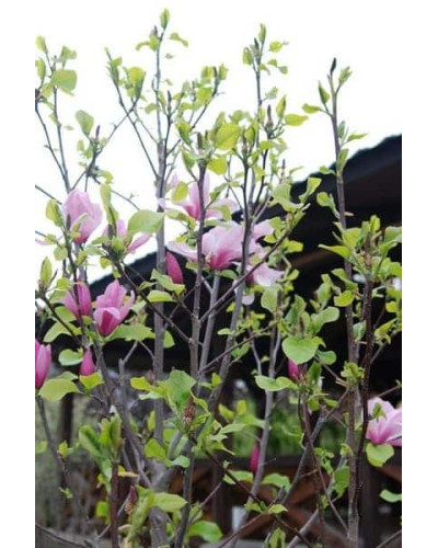 Магнолія гібридна Джордж Генрі Керн | Magnolia hybrida George Henry Kern | Магнолия гибридная Джордж Генри Керн