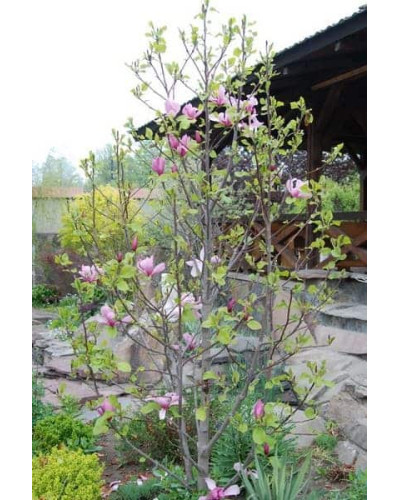 Магнолія гібридна Джордж Генрі Керн | Magnolia hybrida George Henry Kern | Магнолия гибридная Джордж Генри Керн