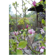 Магнолія гібридна Джордж Генрі Керн | Magnolia hybrida George Henry Kern | Магнолия гибридная Джордж Генри Керн