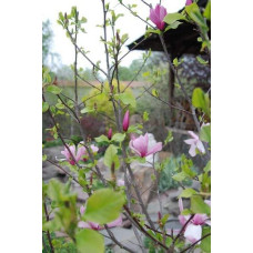 Магнолія гібридна Джордж Генрі Керн | Magnolia hybrida George Henry Kern | Магнолия гибридная Джордж Генри Керн
