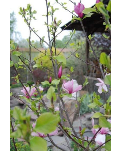Магнолія гібридна Джордж Генрі Керн | Magnolia hybrida George Henry Kern | Магнолия гибридная Джордж Генри Керн