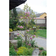 Магнолія гібридна Джордж Генрі Керн | Magnolia hybrida George Henry Kern | Магнолия гибридная Джордж Генри Керн