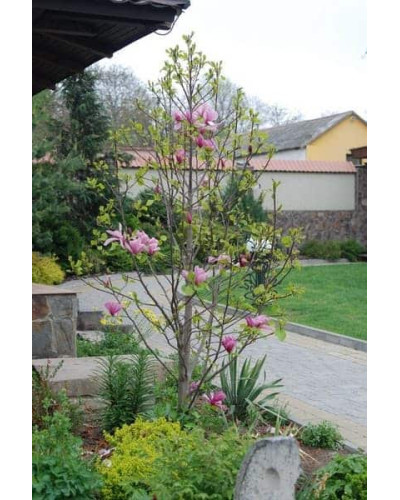 Магнолія гібридна Джордж Генрі Керн | Magnolia hybrida George Henry Kern | Магнолия гибридная Джордж Генри Керн