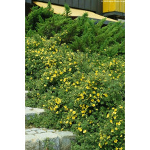 Перстач чагарниковий / Лапчатка кущова Саммерфлор | Potentilla fruticosa Sommerflor | Лапчатка кустарниковая Саммерфлор