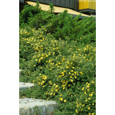 Перстач чагарниковий / Лапчатка кущова Саммерфлор | Potentilla fruticosa Sommerflor | Лапчатка кустарниковая Саммерфлор