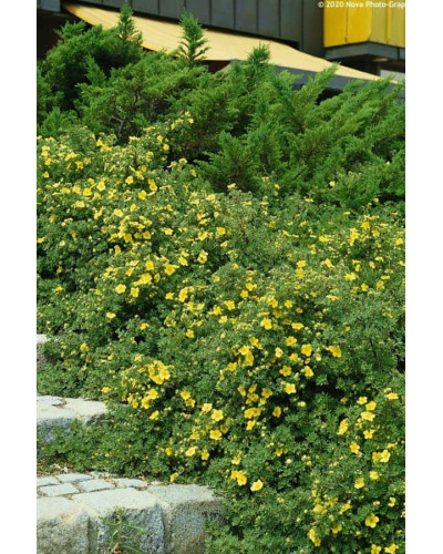 Перстач чагарниковий / Лапчатка кущова Саммерфлор | Potentilla fruticosa Sommerflor | Лапчатка кустарниковая Саммерфлор