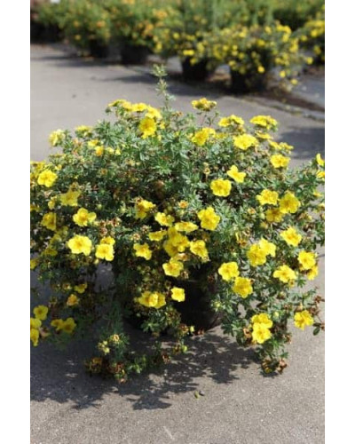 Перстач чагарниковий / Лапчатка кущова Саммерфлор | Potentilla fruticosa Sommerflor | Лапчатка кустарниковая Саммерфлор
