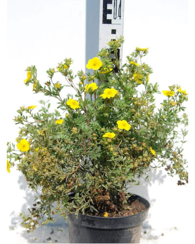 Перстач чагарниковий / Лапчатка кущова Саммерфлор | Potentilla fruticosa Sommerflor | Лапчатка кустарниковая Саммерфлор