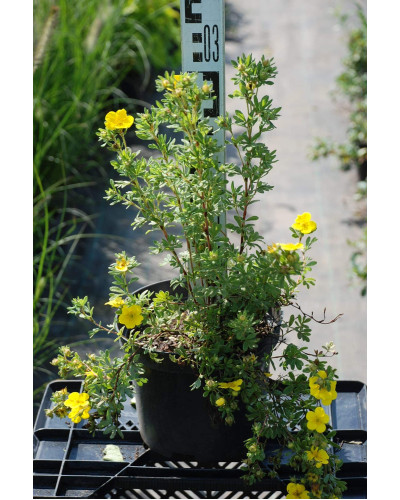 Перстач чагарниковий / Лапчатка кущова Саммерфлор | Potentilla fruticosa Sommerflor | Лапчатка кустарниковая Саммерфлор