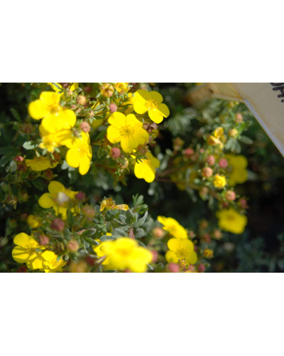 Перстач чагарниковий / Лапчатка кущова Саммерфлор | Potentilla fruticosa Sommerflor | Лапчатка кустарниковая Саммерфлор