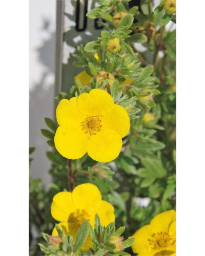 Перстач чагарниковий / Лапчатка кущова Саммерфлор | Potentilla fruticosa Sommerflor | Лапчатка кустарниковая Саммерфлор