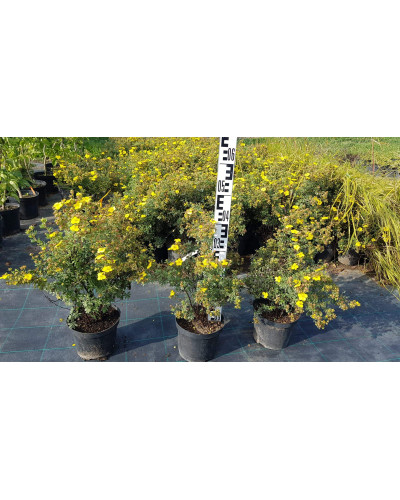 Перстач чагарниковий / Лапчатка кущова Саммерфлор | Potentilla fruticosa Sommerflor | Лапчатка кустарниковая Саммерфлор