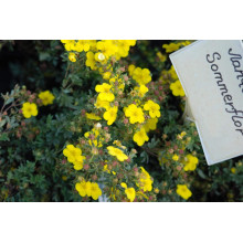 Перстач чагарниковий / Лапчатка кущова Саммерфлор | Potentilla fruticosa Sommerflor | Лапчатка кустарниковая Саммерфлор