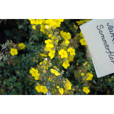 Перстач чагарниковий / Лапчатка кущова Саммерфлор | Potentilla fruticosa Sommerflor | Лапчатка кустарниковая Саммерфлор