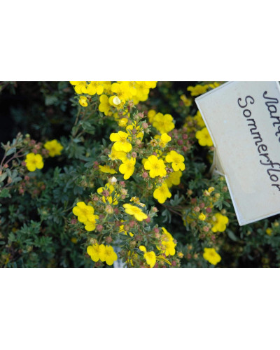Перстач чагарниковий / Лапчатка кущова Саммерфлор | Potentilla fruticosa Sommerflor | Лапчатка кустарниковая Саммерфлор