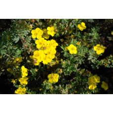 Перстач чагарниковий / Лапчатка кущова Саммерфлор | Potentilla fruticosa Sommerflor | Лапчатка кустарниковая Саммерфлор