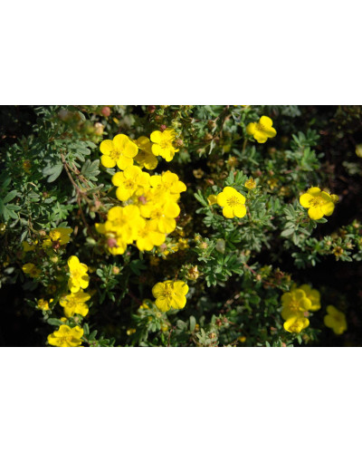 Перстач чагарниковий / Лапчатка кущова Саммерфлор | Potentilla fruticosa Sommerflor | Лапчатка кустарниковая Саммерфлор