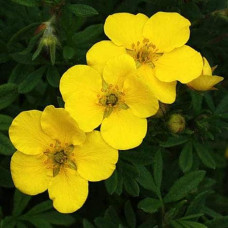 Перстач чагарниковий / Лапчатка кущова Саммерфлор | Potentilla fruticosa Sommerflor | Лапчатка кустарниковая Саммерфлор