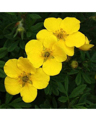 Перстач чагарниковий / Лапчатка кущова Саммерфлор | Potentilla fruticosa Sommerflor | Лапчатка кустарниковая Саммерфлор