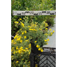 Перстач чагарниковий / Лапчатка кущова Саммерфлор | Potentilla fruticosa Sommerflor | Лапчатка кустарниковая Саммерфлор