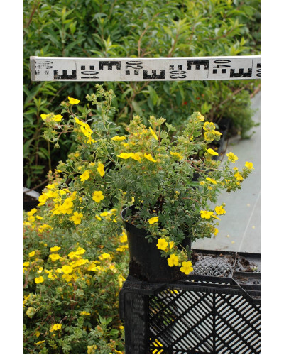 Перстач чагарниковий / Лапчатка кущова Саммерфлор | Potentilla fruticosa Sommerflor | Лапчатка кустарниковая Саммерфлор