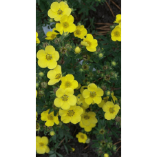 Перстач чагарниковий / Лапчатка кущова Саммерфлор | Potentilla fruticosa Sommerflor | Лапчатка кустарниковая Саммерфлор