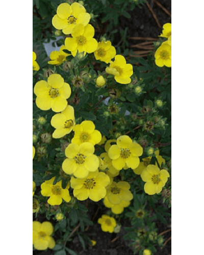 Перстач чагарниковий / Лапчатка кущова Саммерфлор | Potentilla fruticosa Sommerflor | Лапчатка кустарниковая Саммерфлор