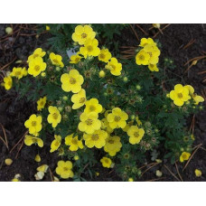 Перстач чагарниковий / Лапчатка кущова Саммерфлор | Potentilla fruticosa Sommerflor | Лапчатка кустарниковая Саммерфлор
