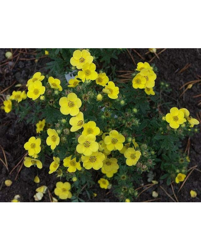Перстач чагарниковий / Лапчатка кущова Саммерфлор | Potentilla fruticosa Sommerflor | Лапчатка кустарниковая Саммерфлор