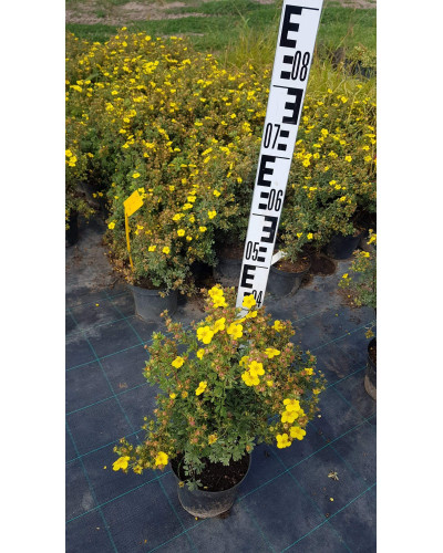 Перстач чагарниковий / Лапчатка кущова Саммерфлор | Potentilla fruticosa Sommerflor | Лапчатка кустарниковая Саммерфлор