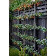 Піраканта Оранж Глоу | Пираканта Оранж Глоу | Pyracantha Orange Glow