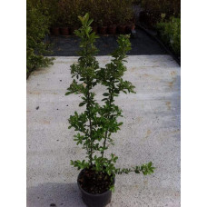 Піраканта Оранж Глоу | Пираканта Оранж Глоу | Pyracantha Orange Glow