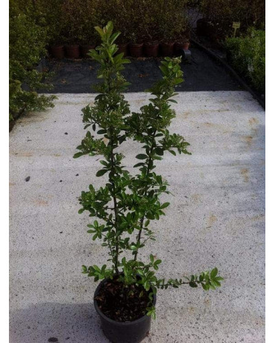 Піраканта Оранж Глоу | Пираканта Оранж Глоу | Pyracantha Orange Glow