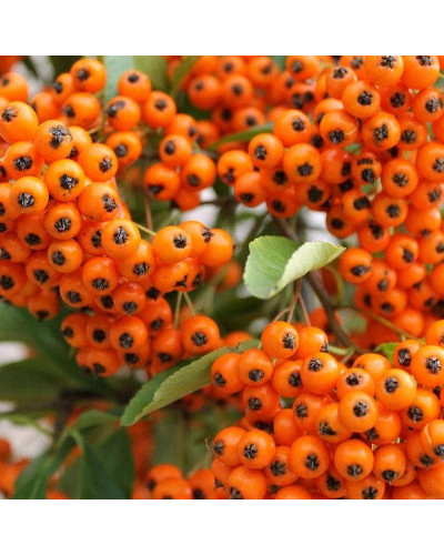 Піраканта Оранж Глоу | Пираканта Оранж Глоу | Pyracantha Orange Glow